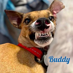 Thumbnail photo of BUDDY #4