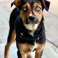 adopt a pet