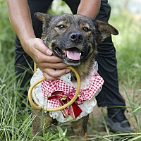 adopt a pet