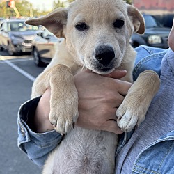 Ginger, Labrador Retriever