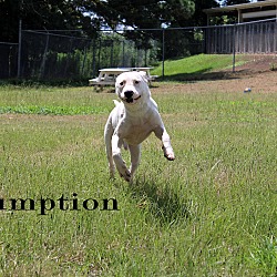 Thumbnail photo of Gumption #1