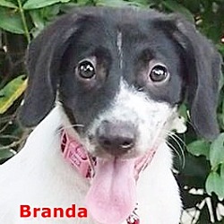 Thumbnail photo of Branda #4