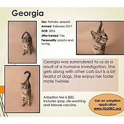 Photo of Georgia  ** Adopted**
