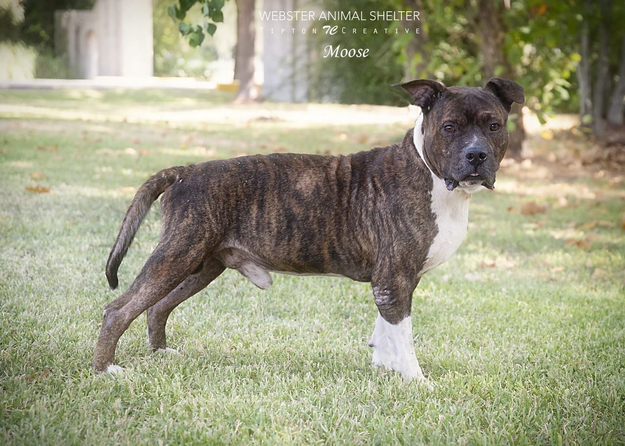 moose the bull terrier