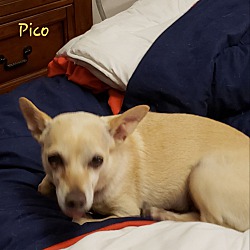 Photo of Pico