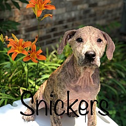 Thumbnail photo of Snickers Calm Puppy #1