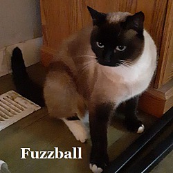 Photo of Fuzzball