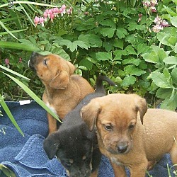 Thumbnail photo of 3 pups 2f 1 m #3