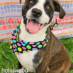 Photo of Hollywood