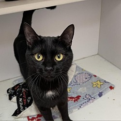 Photo of Bowtie