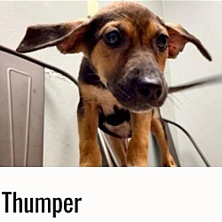 Photo of Thumper - Totally cute!