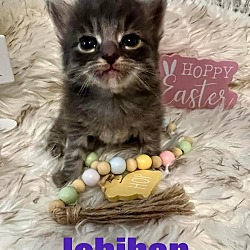 Photo of ICHIBAN Kitten