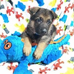 Photo of Scout (Dyna litter)