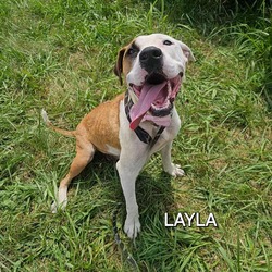 Thumbnail photo of Layla #4