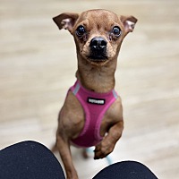 adopt a pet