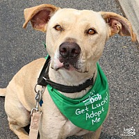 adopt a pet