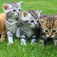 adopt-pet