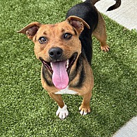 adopt a pet