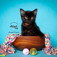 adopt a pet