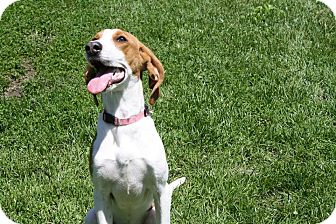 lemon and white walker hound