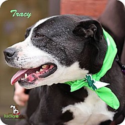 Thumbnail photo of Tracy #3