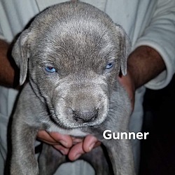 Photo of Gunner