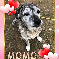 Photo of Momo