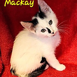 Thumbnail photo of Mackay #3