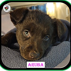 Thumbnail photo of Aruba aka Ruby - Coffee Litter #4
