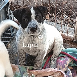 Photo of CK3 Lupin (Lupine)