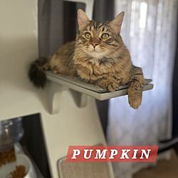 Thumbnail photo of Pumpkin #3