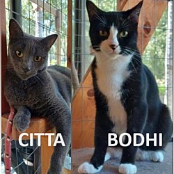 Photo of Bodhi & Citta (PAIR)