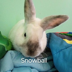 Thumbnail photo of Snowball #1