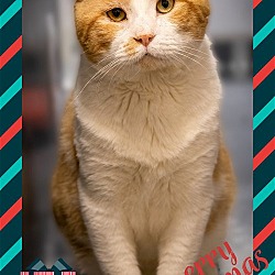 Photo of Dexter (FCID# 08/08/2023 - 501 Brookhaven PS) C