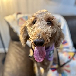 Thumbnail photo of Fozzy the doodle Dude #1