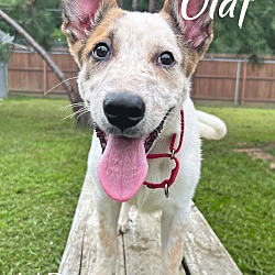 Thumbnail photo of Olaf #2