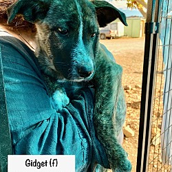 Thumbnail photo of Gidget #1