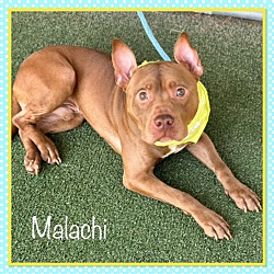 Thumbnail photo of MALACHI #4