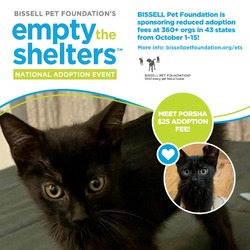 Thumbnail photo of Porsha- $25 Bissell Sponsored Adoption Fee! #1