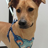 adopt a pet