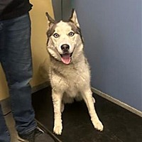 adopt a pet