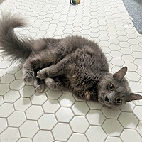 adopt a pet