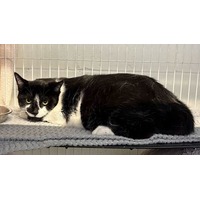 adopt-pet