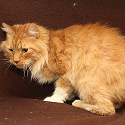 Thumbnail photo of Bumble Bee (Neutered/Declawed) #4