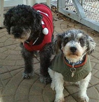 Animals By Scientific Name A Complete List Az Animals