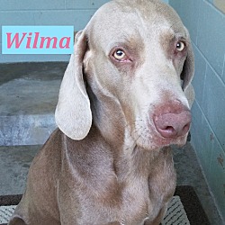 Thumbnail photo of Wilma #1