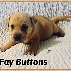 Thumbnail photo of Fay Buttons #2