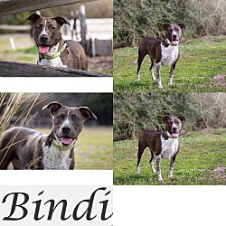 Photo of BINDI