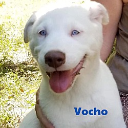 Photo of Vocho