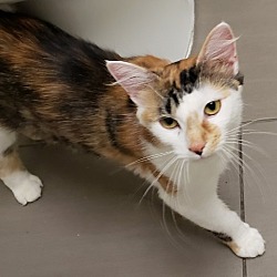 Thumbnail photo of Caitlin - Adopted! #4